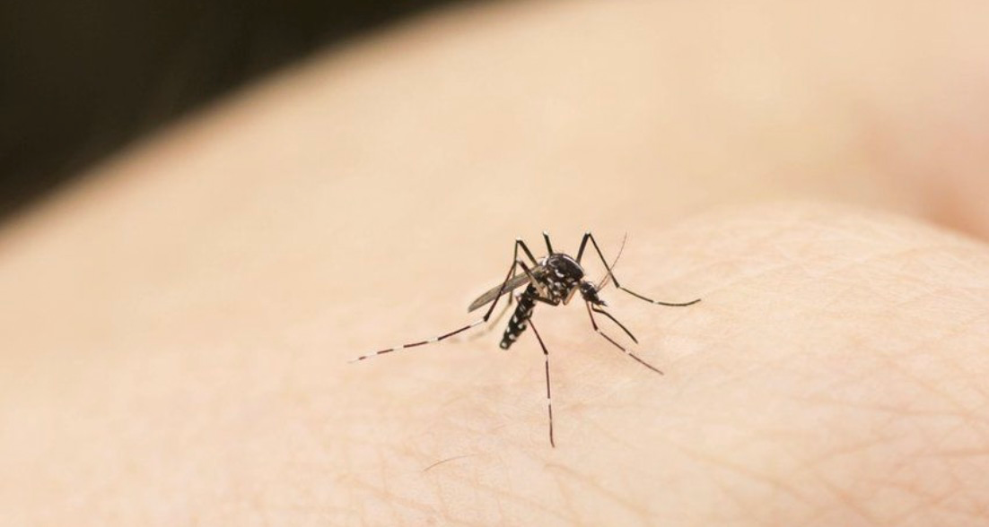 ¿Qué causa el aumento de los mosquitos y cómo se puede evitar?
