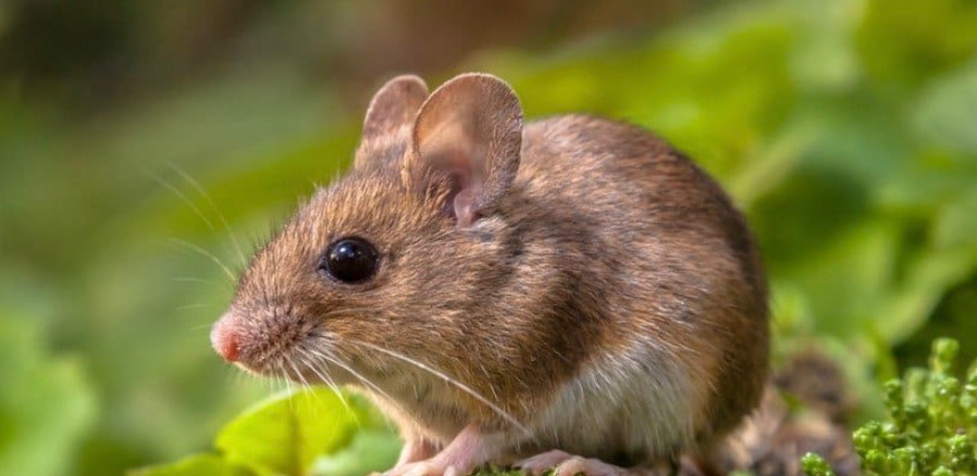 Trampa de control de ratón OEM |La respuesta a sus necesidades de control de plagas