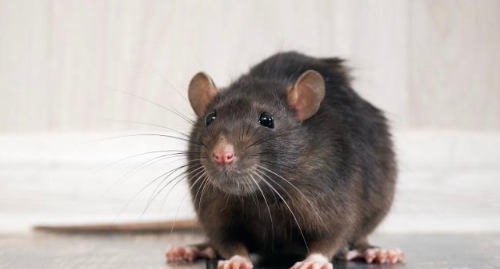 ¿Cuál es la vida máxima de un ratón en una placa adhesiva?