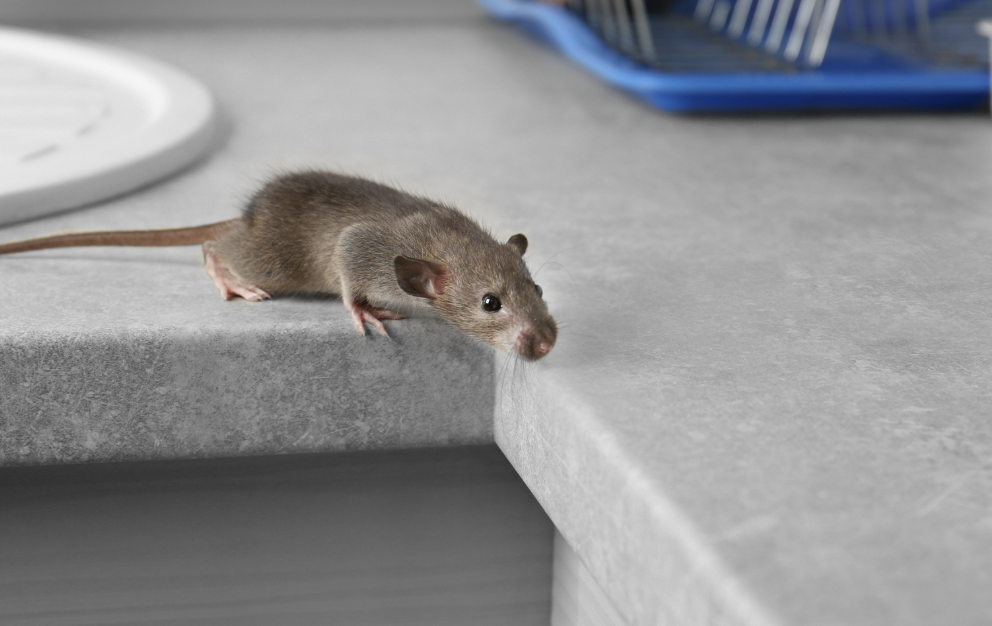 ¿Cómo funciona la trampa de pegamento para ratones?