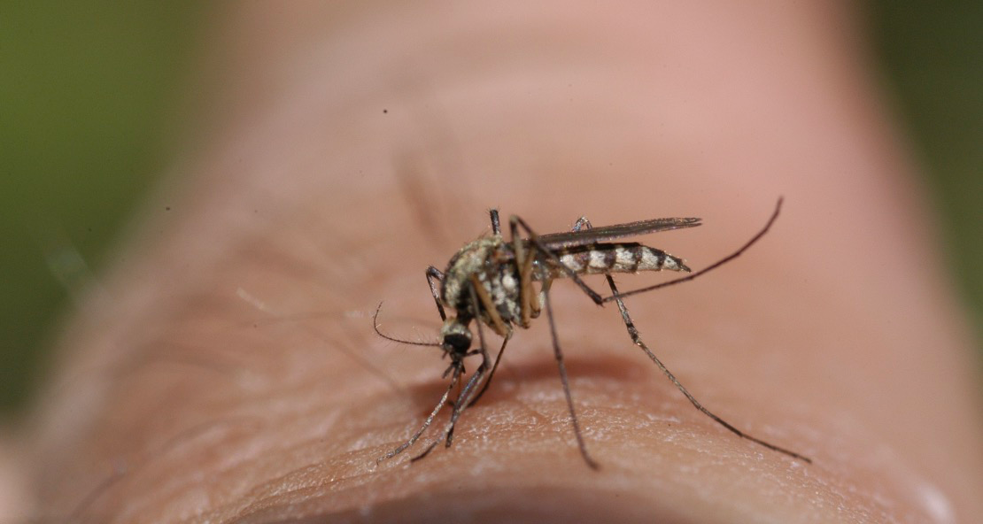 ¿Por qué los mosquitos habitan con frecuencia en las regiones tropicales?